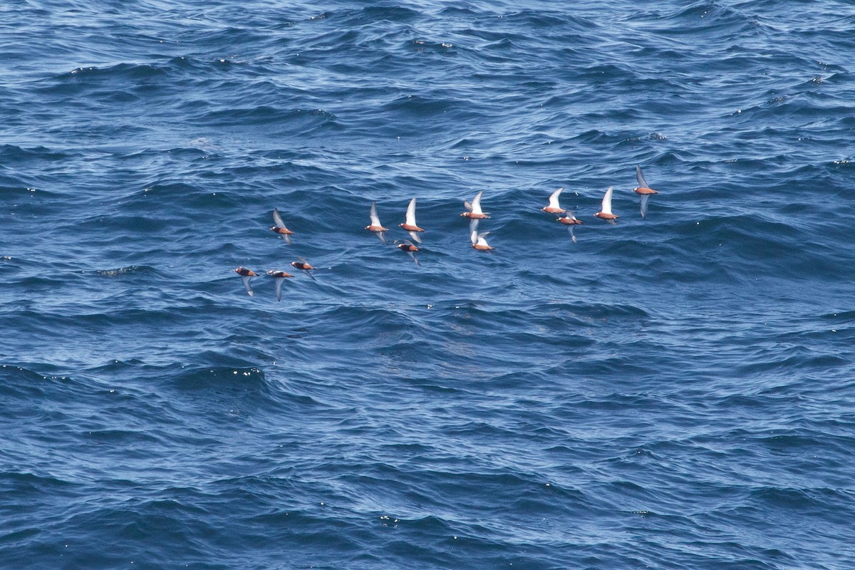 Red Phalarope - ML620091958