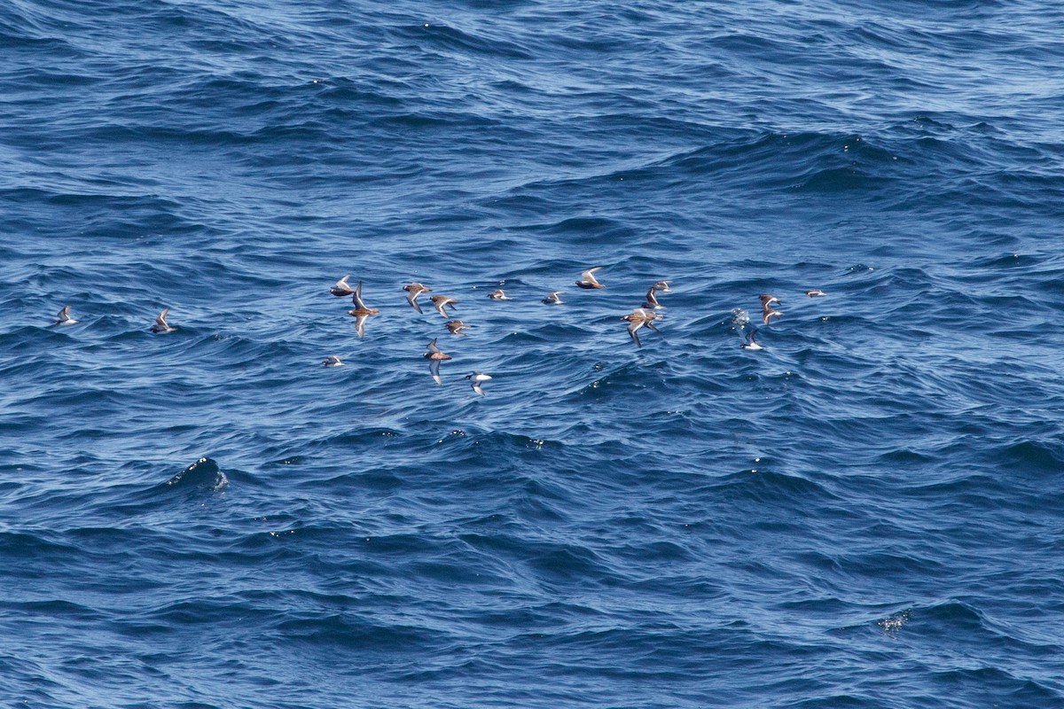 Red Phalarope - ML620091959