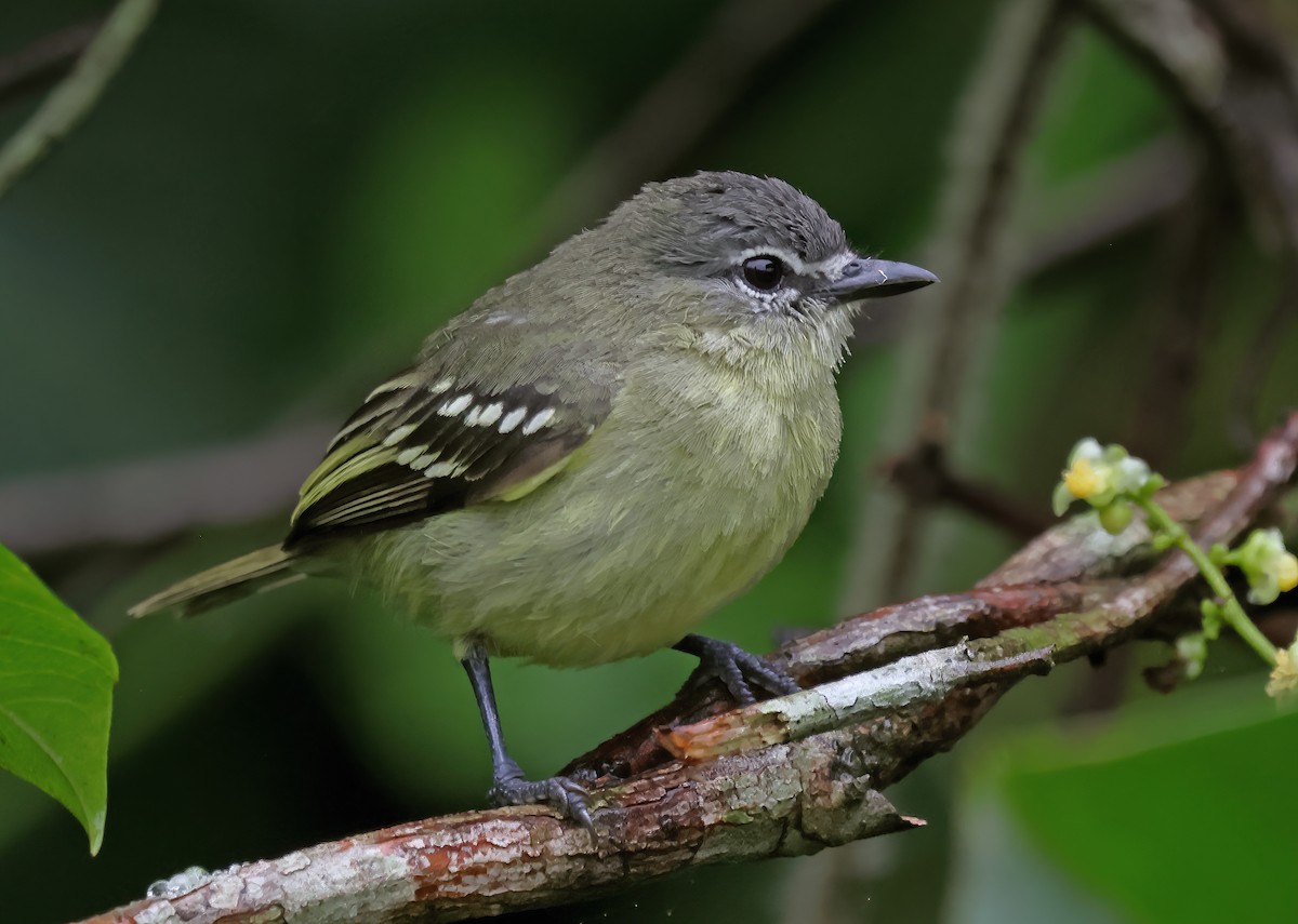 Weißzügel-Kleintyrann - ML620091971