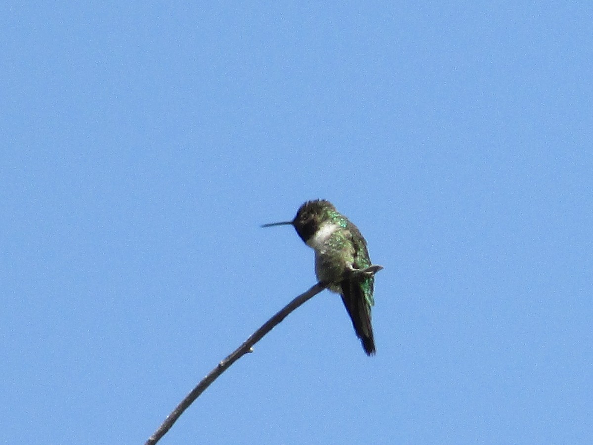 Broad-tailed Hummingbird - ML620091978