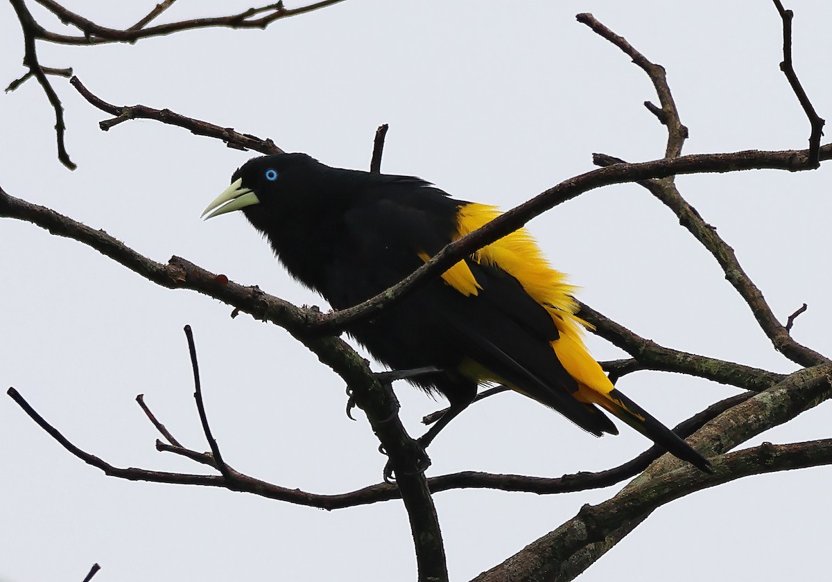 Yellow-rumped Cacique - ML620091992