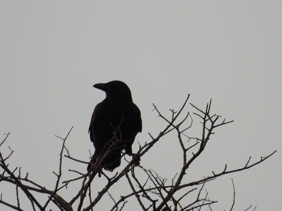 American Crow - ML620091998