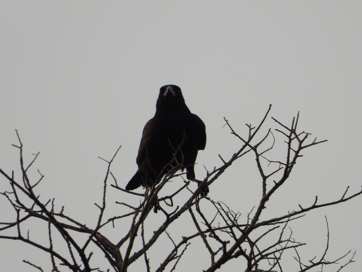 American Crow - Vidhya Sundar