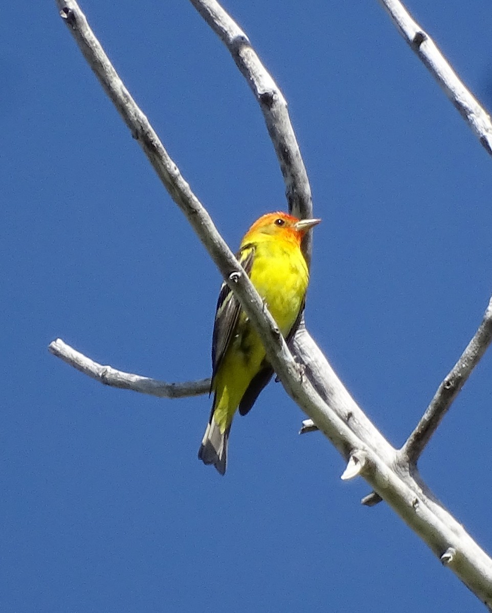 Western Tanager - ML620092003