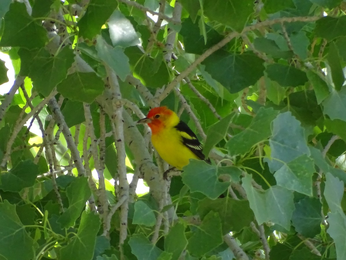 Western Tanager - ML620092004
