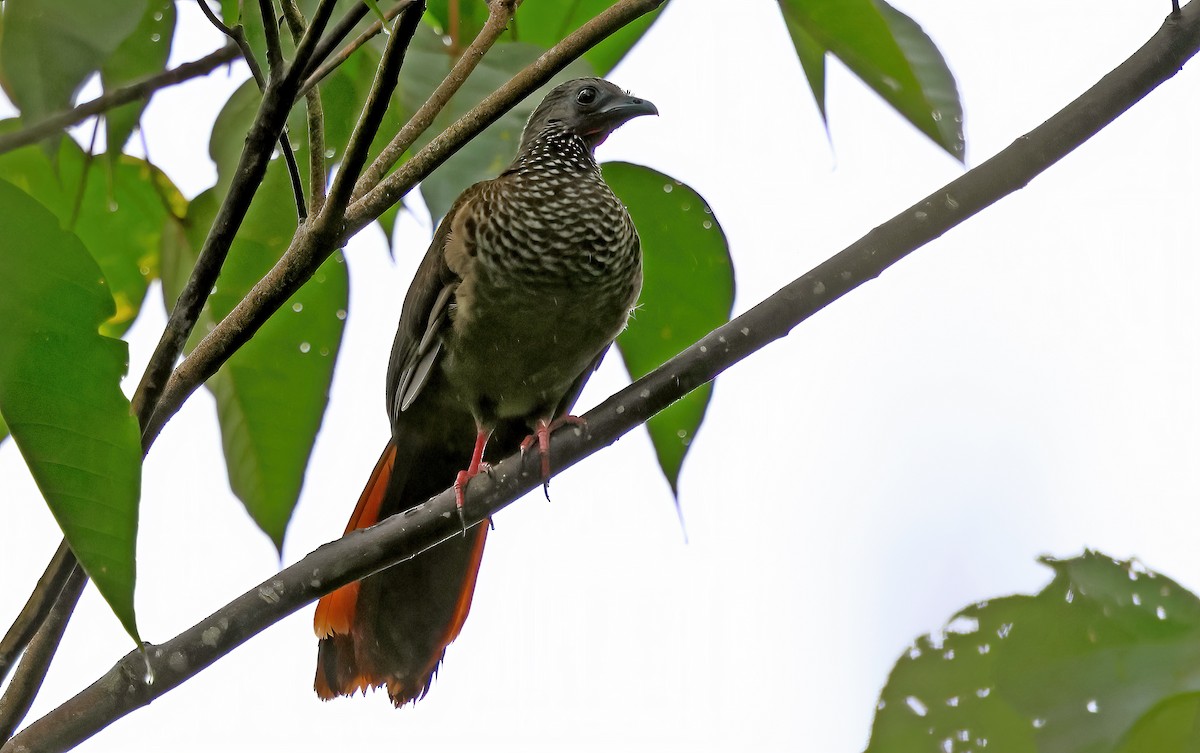 Speckled Chachalaca - Ad Konings