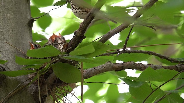 Wood Thrush - ML620092012