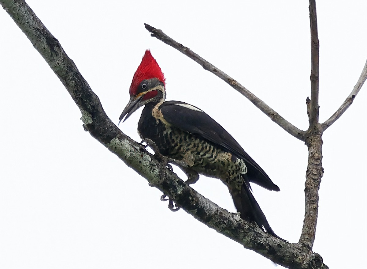 Lineated Woodpecker - ML620092016