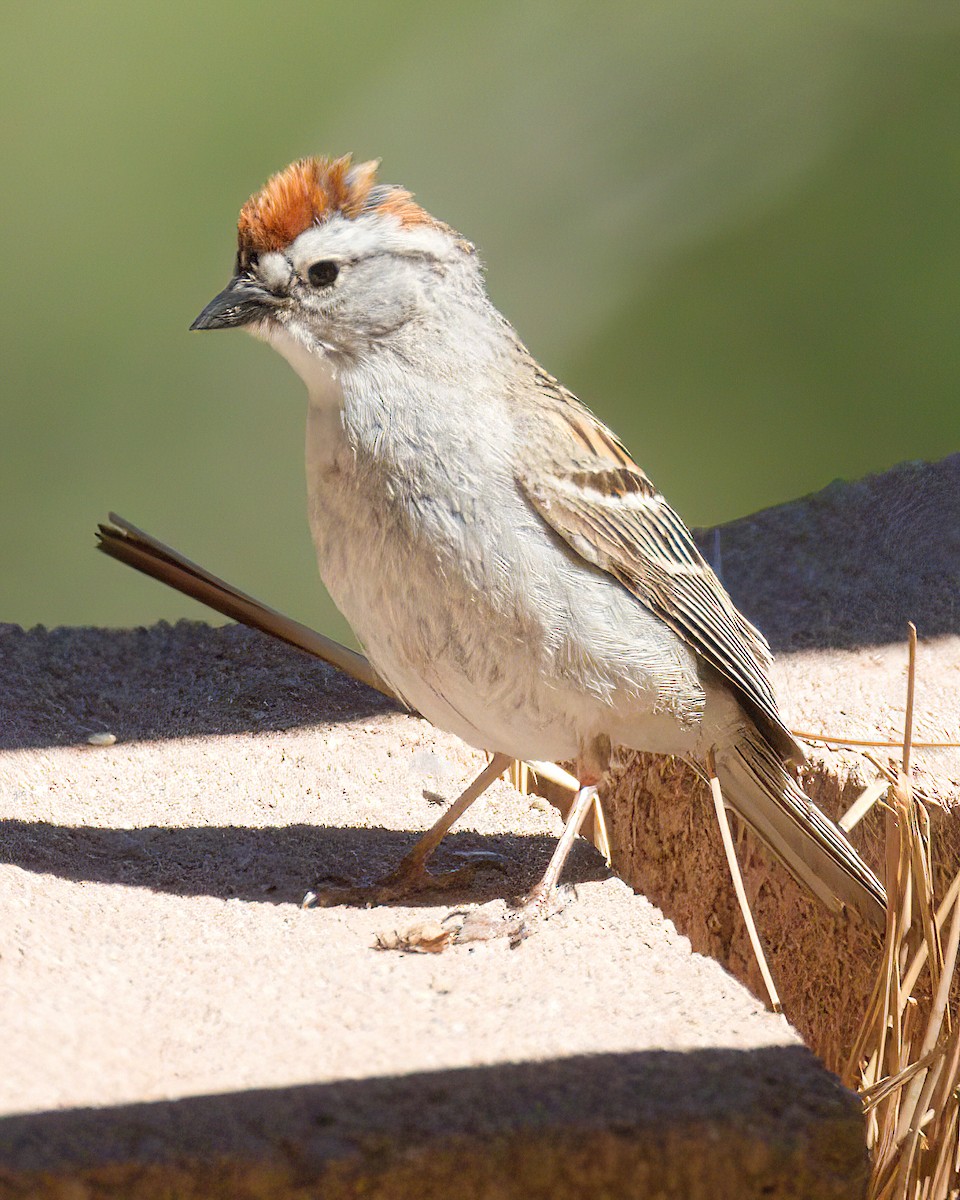 Chipping Sparrow - ML620092021