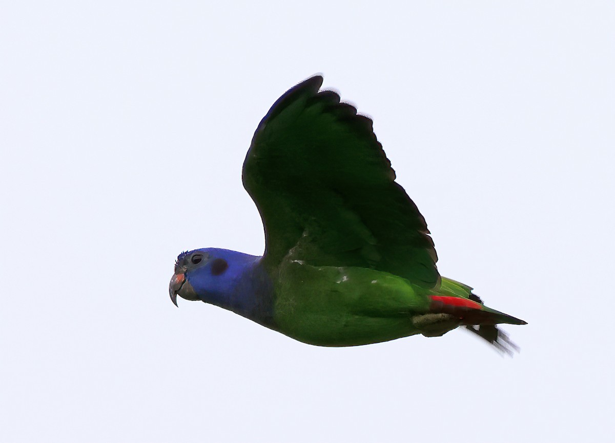 Папуга-червоногуз синьоголовий - ML620092022