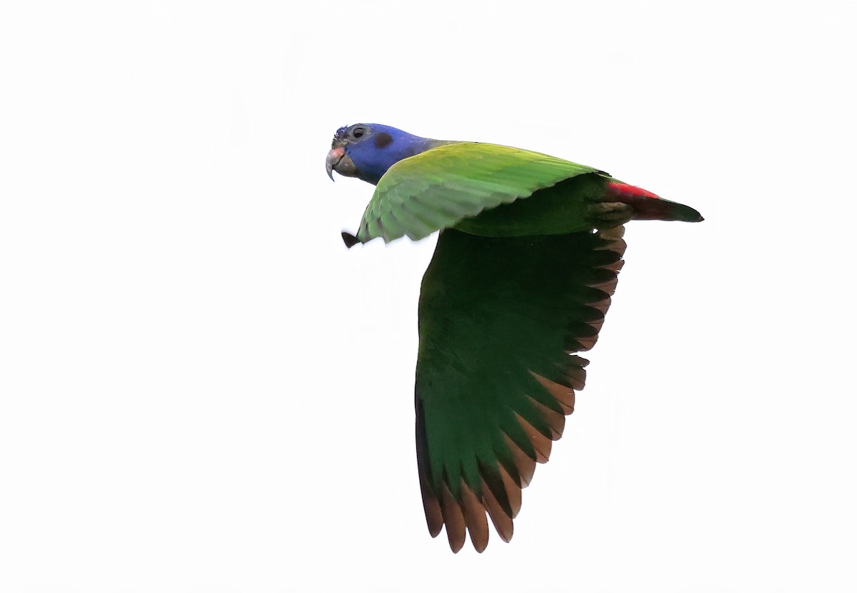 Blue-headed Parrot - ML620092023