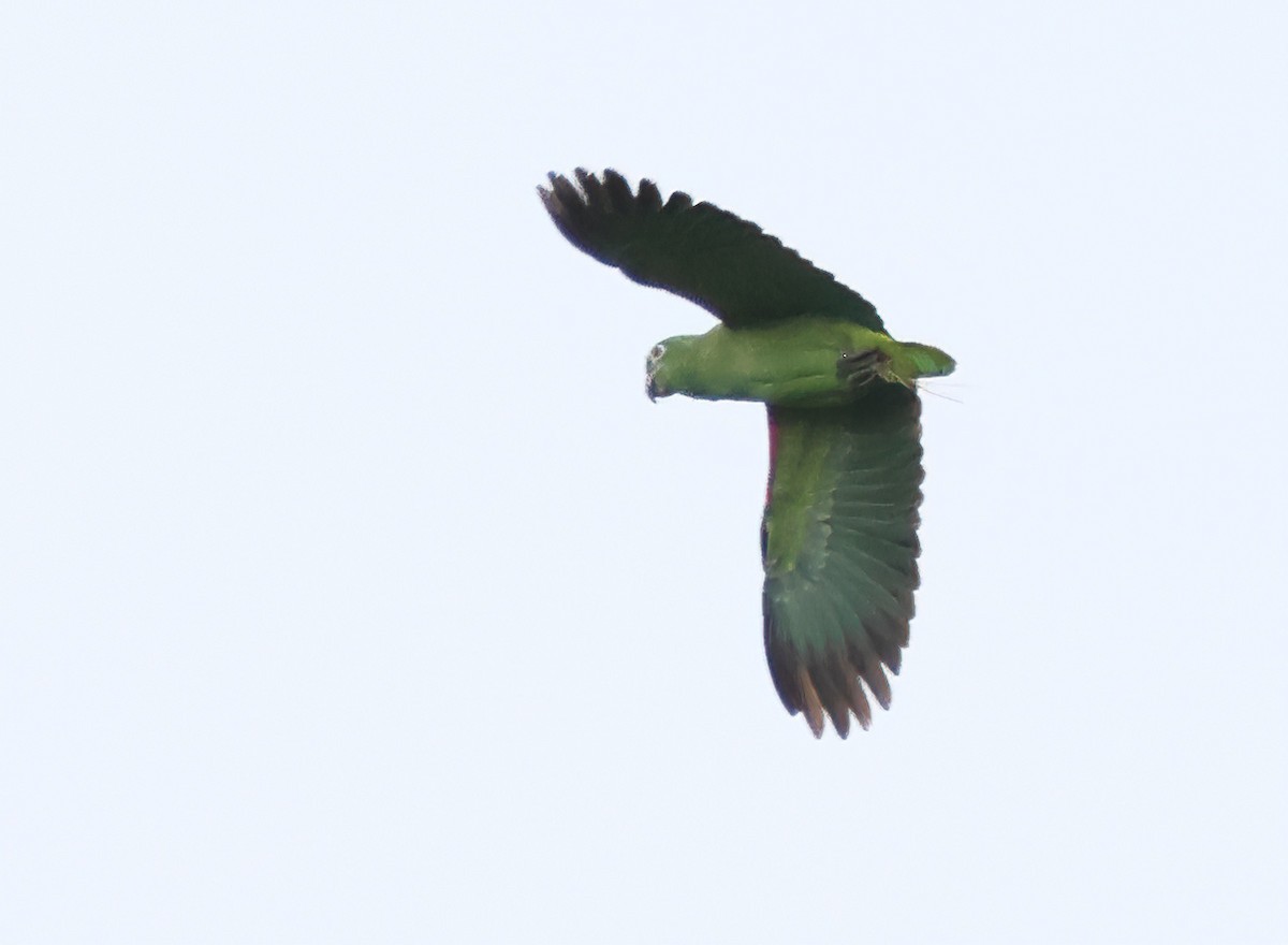 Yellow-crowned Parrot - ML620092030