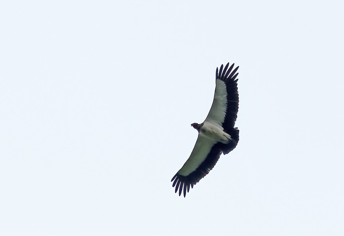 King Vulture - ML620092041
