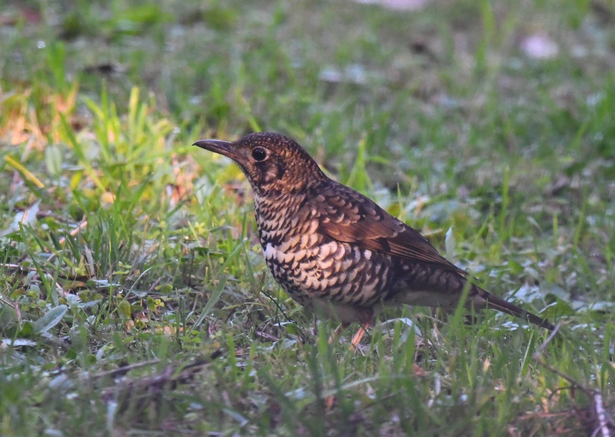 Bassian Thrush - ML620092050