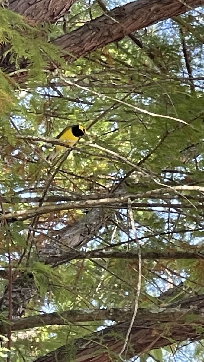 Hooded Warbler - ML620092062