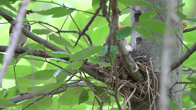 Wood Thrush - ML620092064