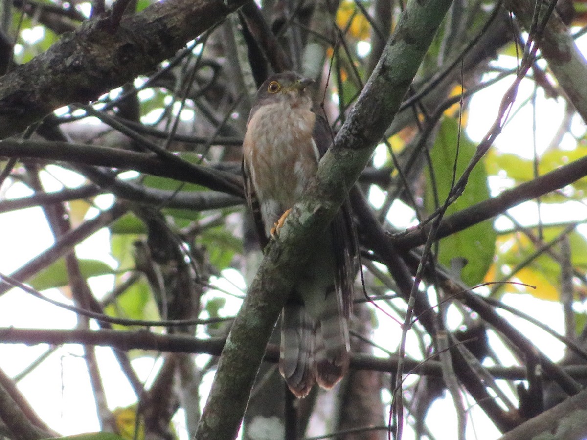 Hodgson's Hawk-Cuckoo - ML620092069