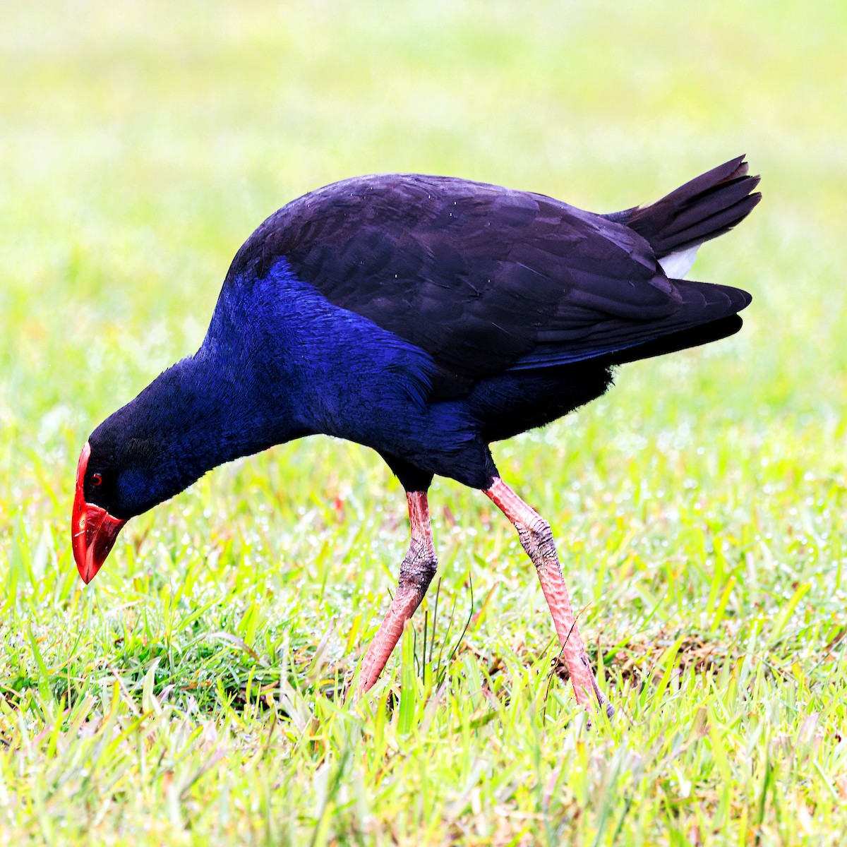 Australasian Swamphen - ML620092091