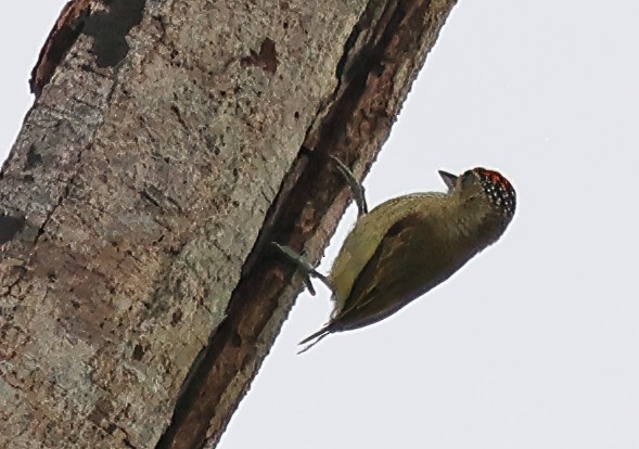 Fine-barred Piculet - ML620092094