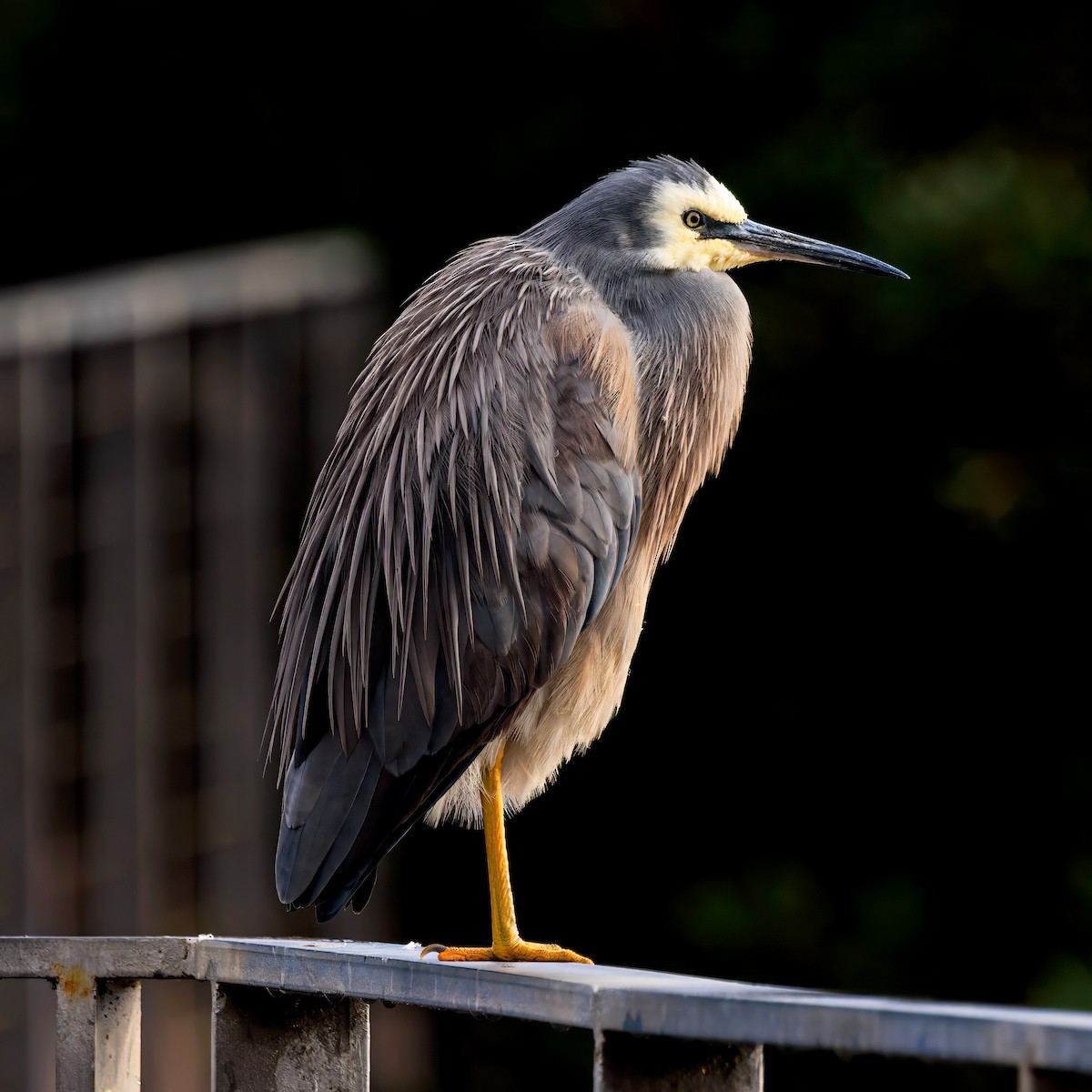 White-faced Heron - ML620092096