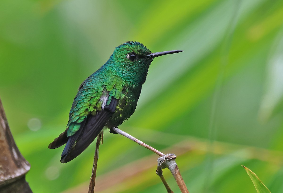 kolibřík modroocasý - ML620092097