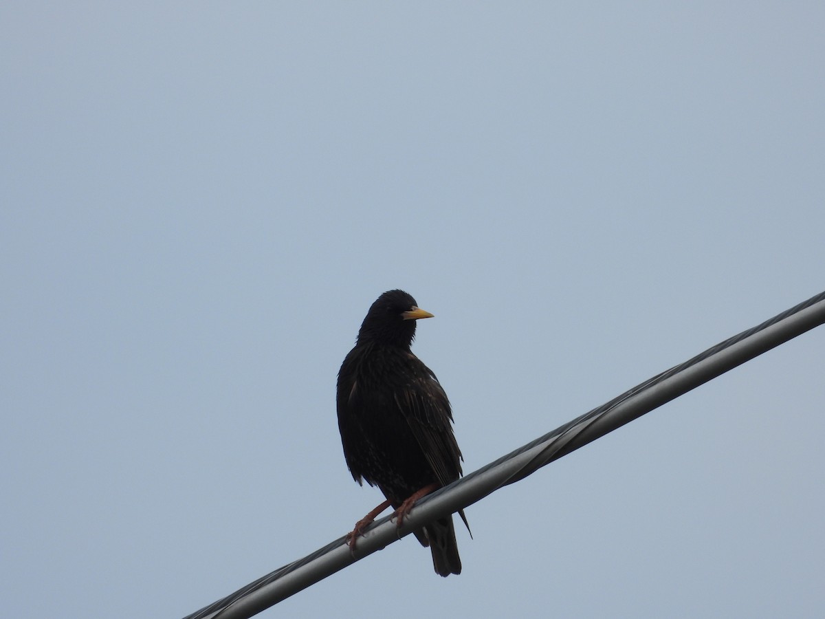 European Starling - ML620092098