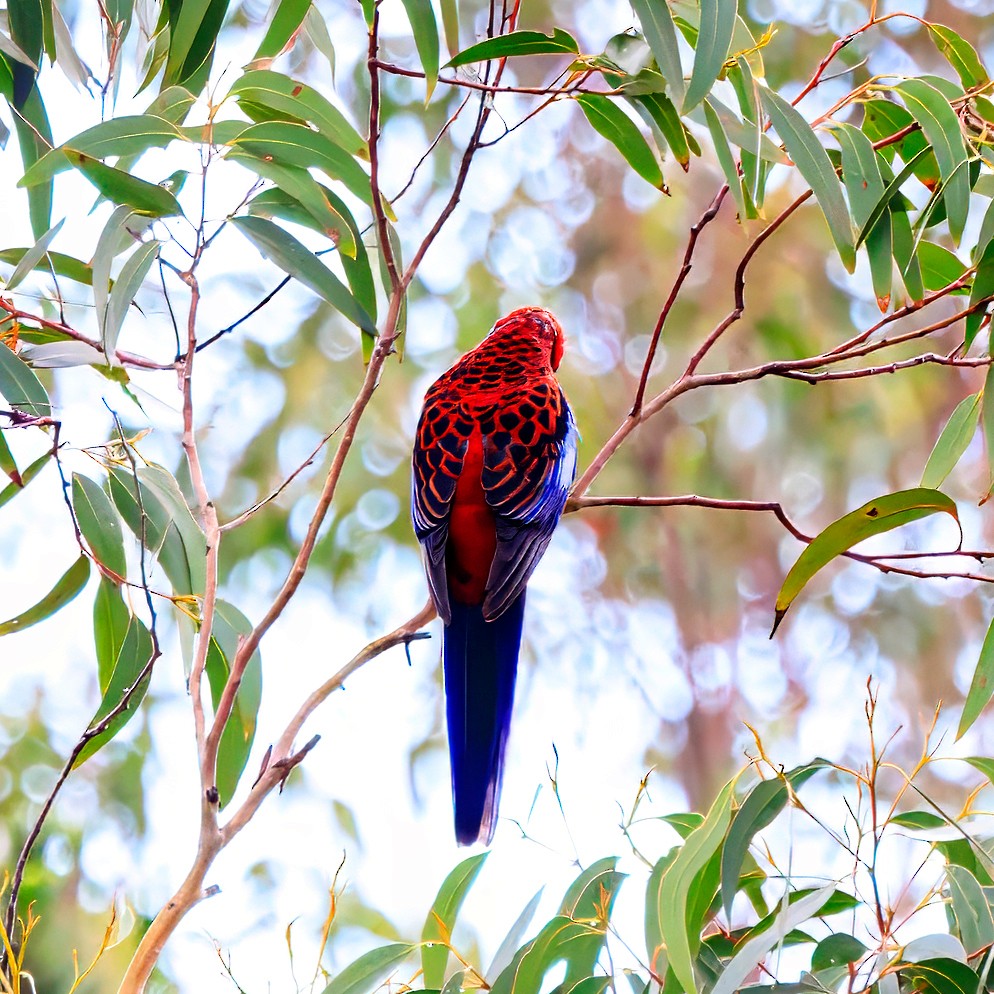 Crimson Rosella - ML620092100