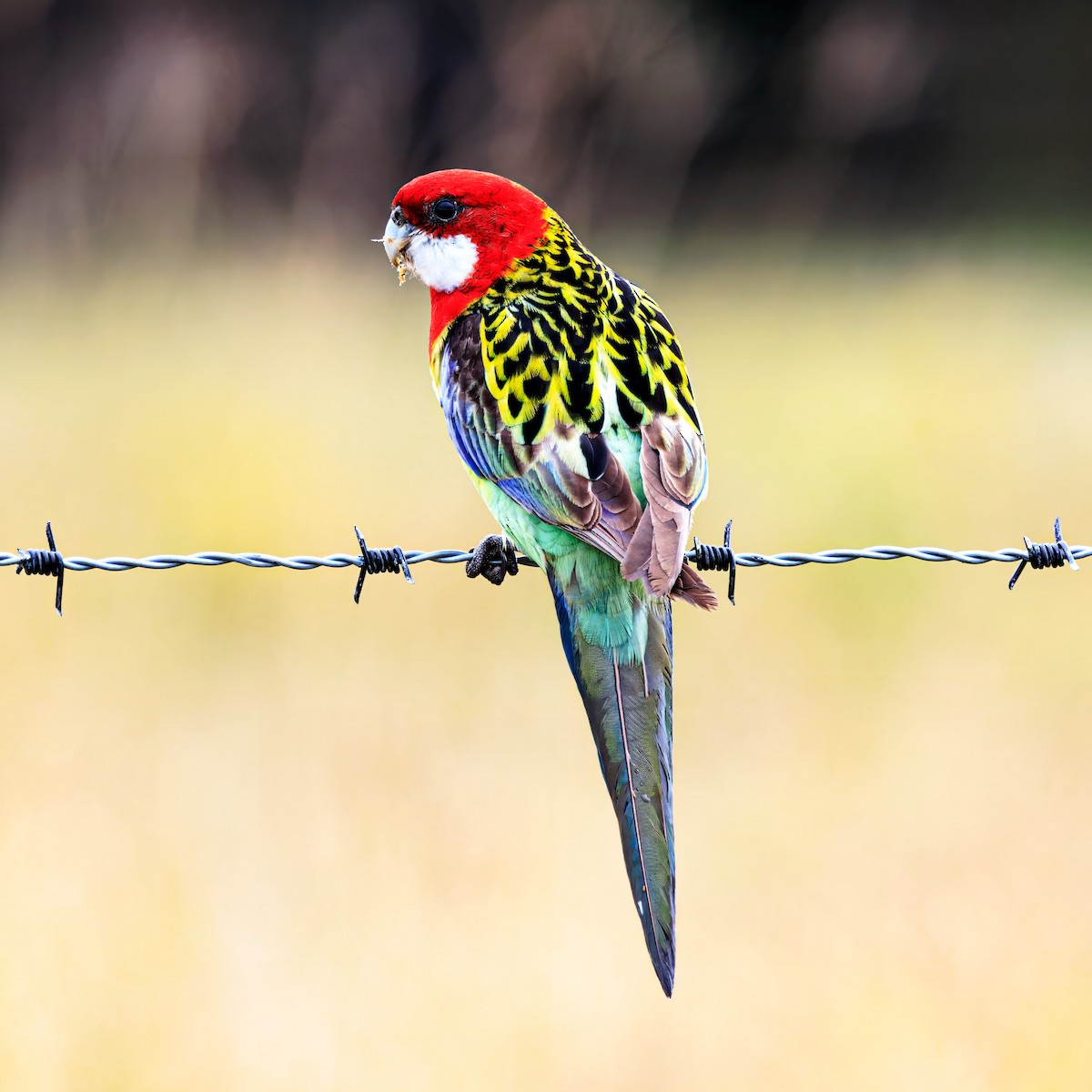 Eastern Rosella - ML620092103