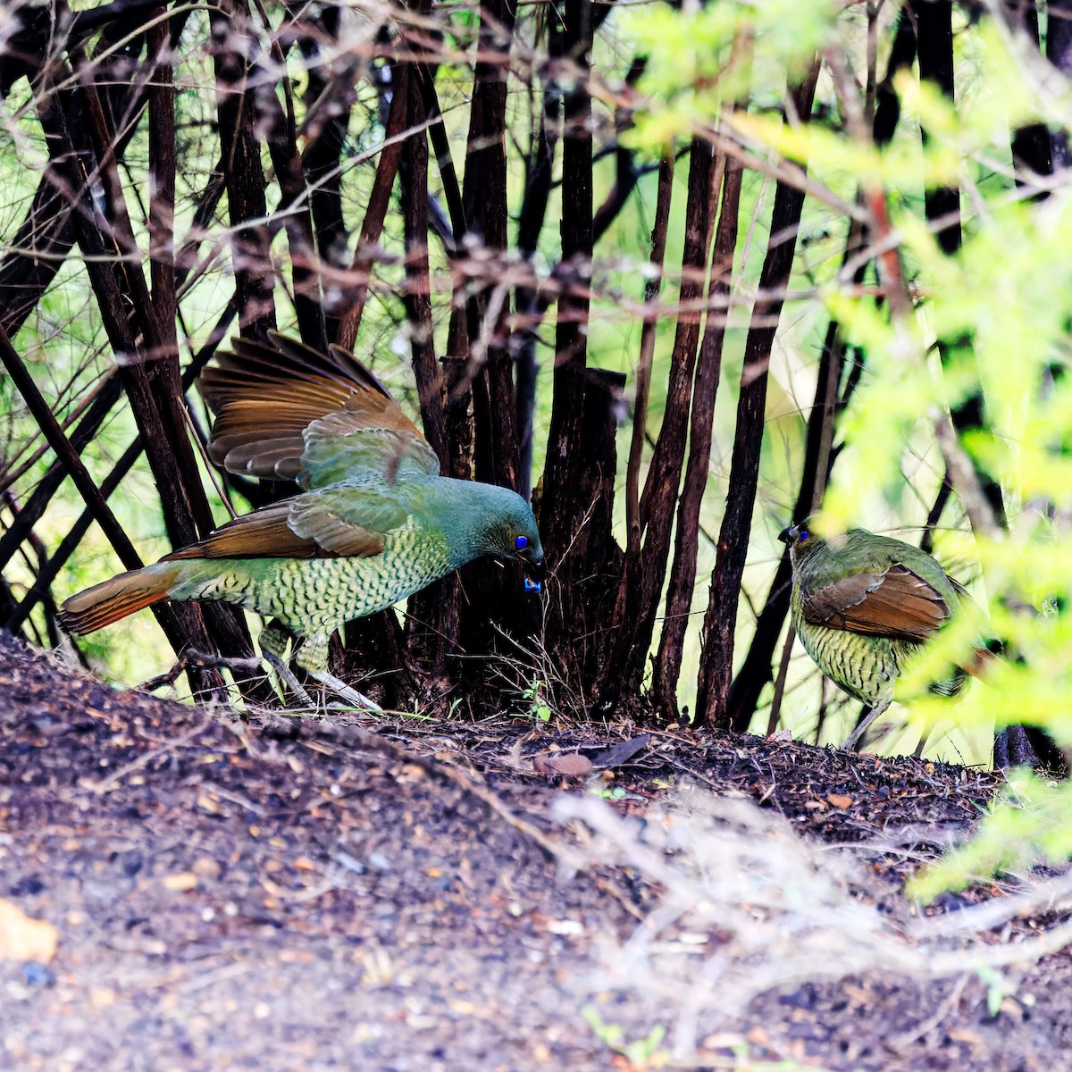 Satin Bowerbird - ML620092107