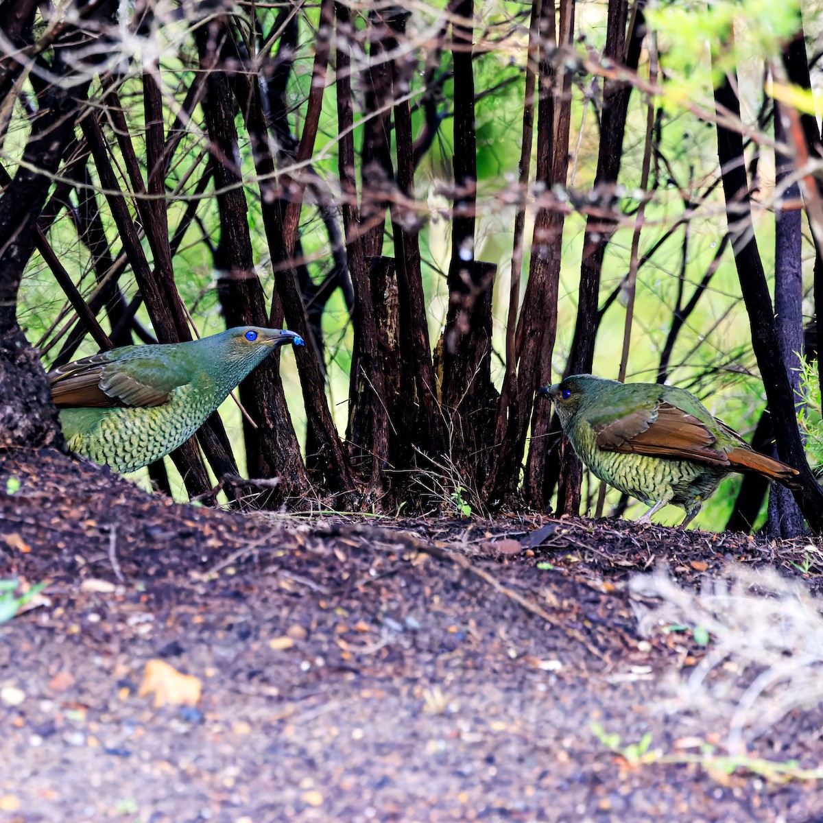 Satin Bowerbird - ML620092108