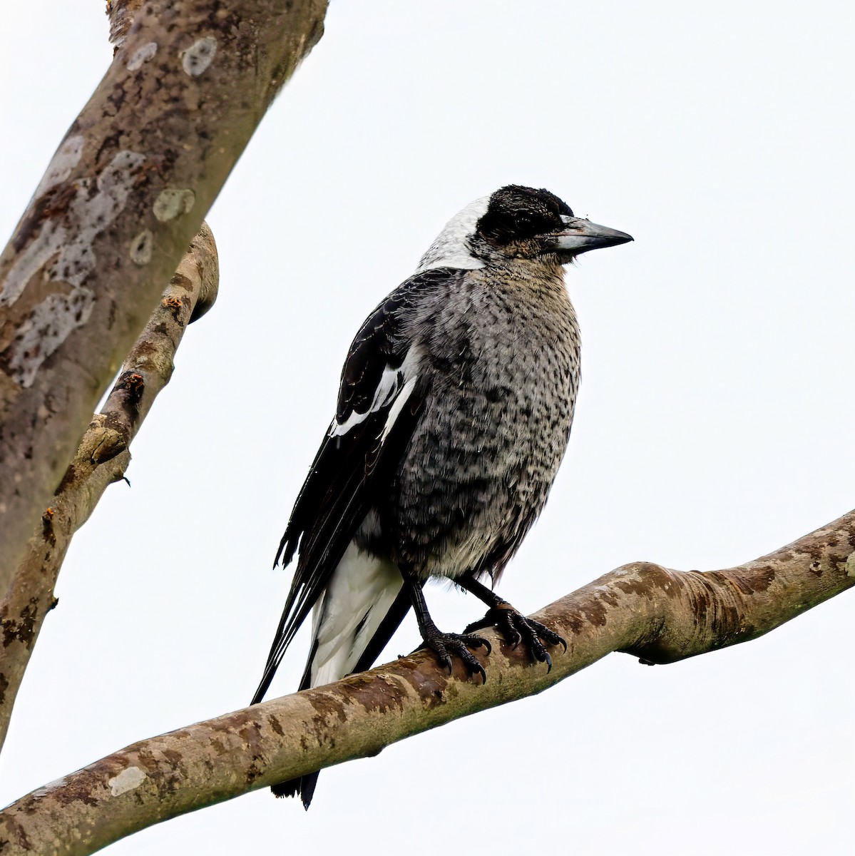 Australian Magpie - ML620092111