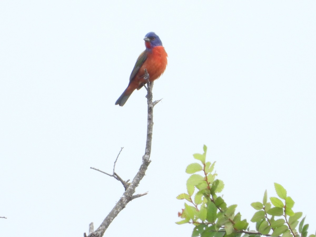Painted Bunting - ML620092115