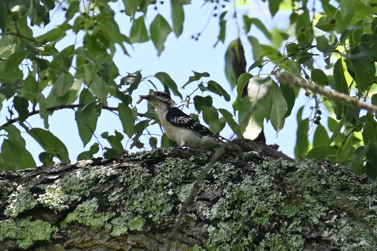 Downy Woodpecker - ML620092120