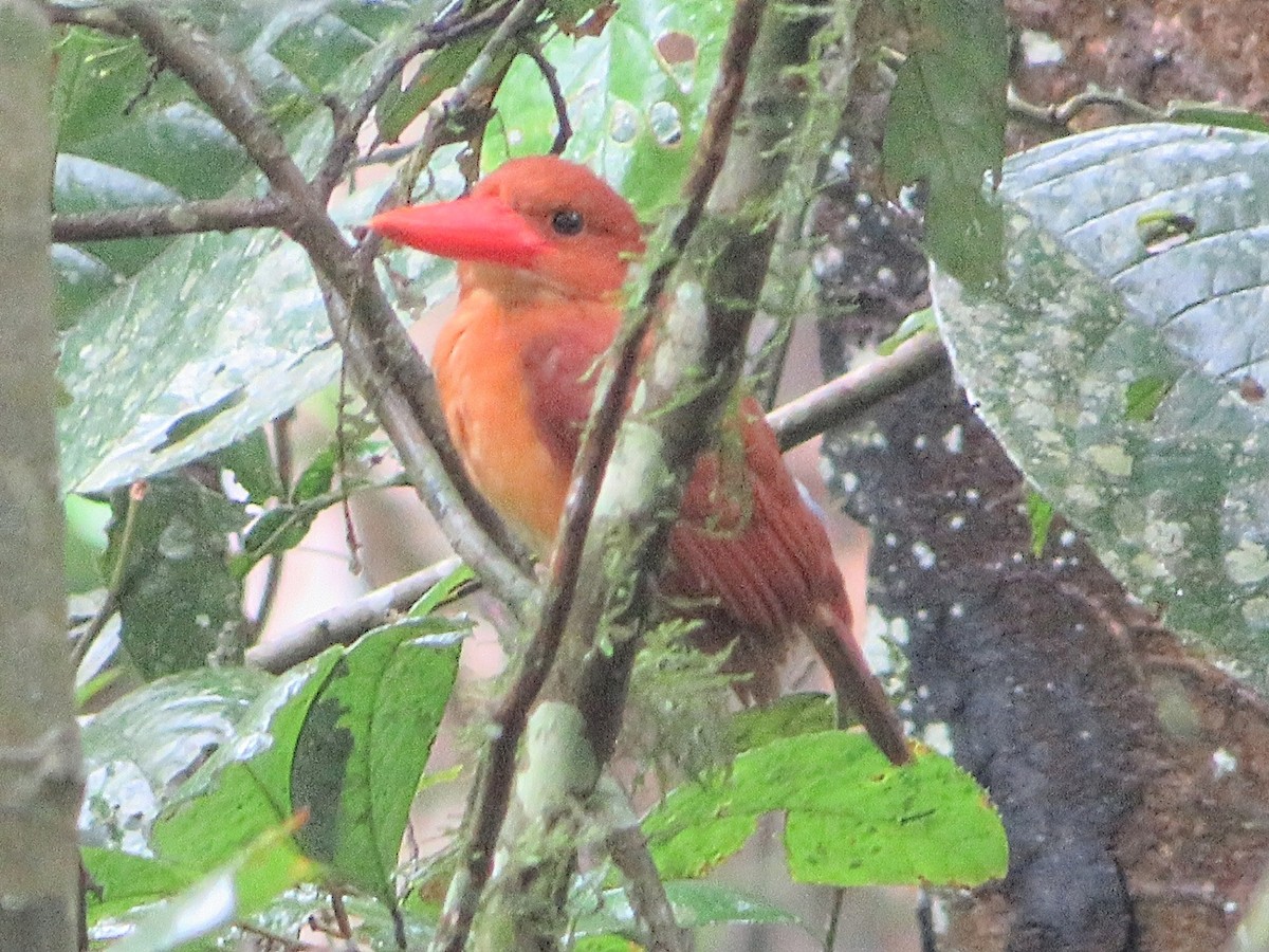 Ruddy Kingfisher - ML620092123