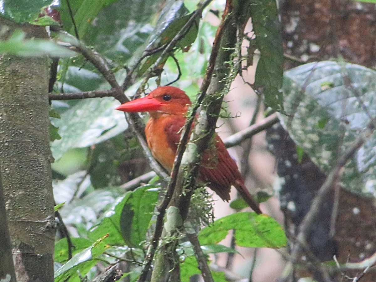 Ruddy Kingfisher - ML620092124