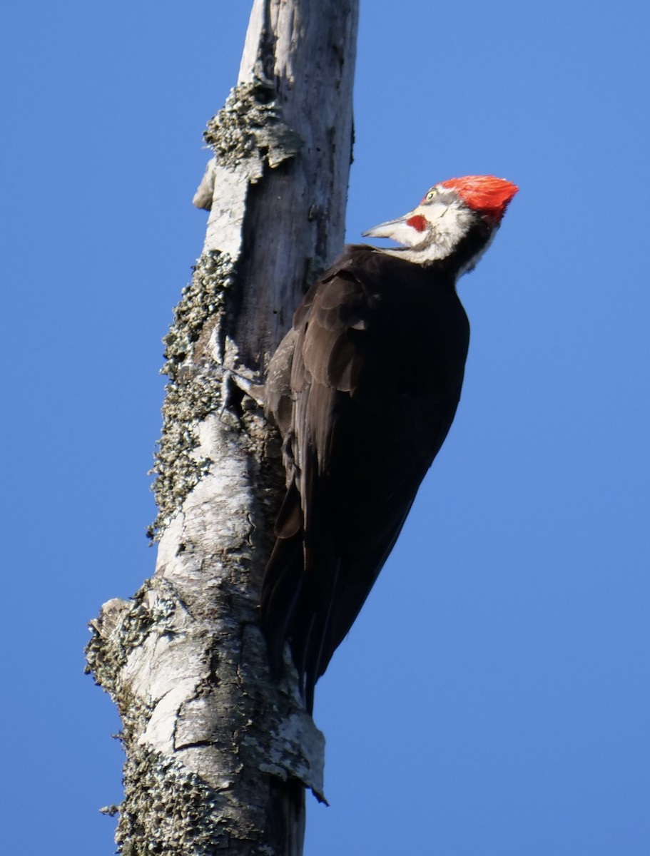 Pileated Woodpecker - ML620092141
