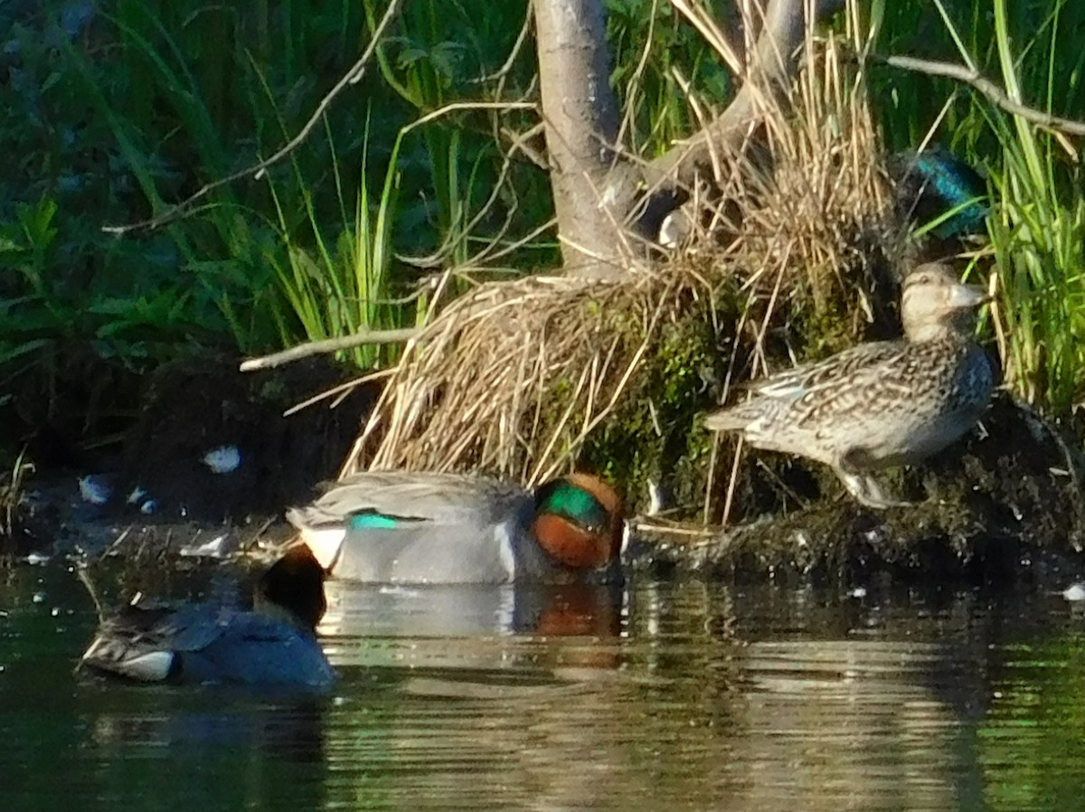 Green-winged Teal - ML620092151
