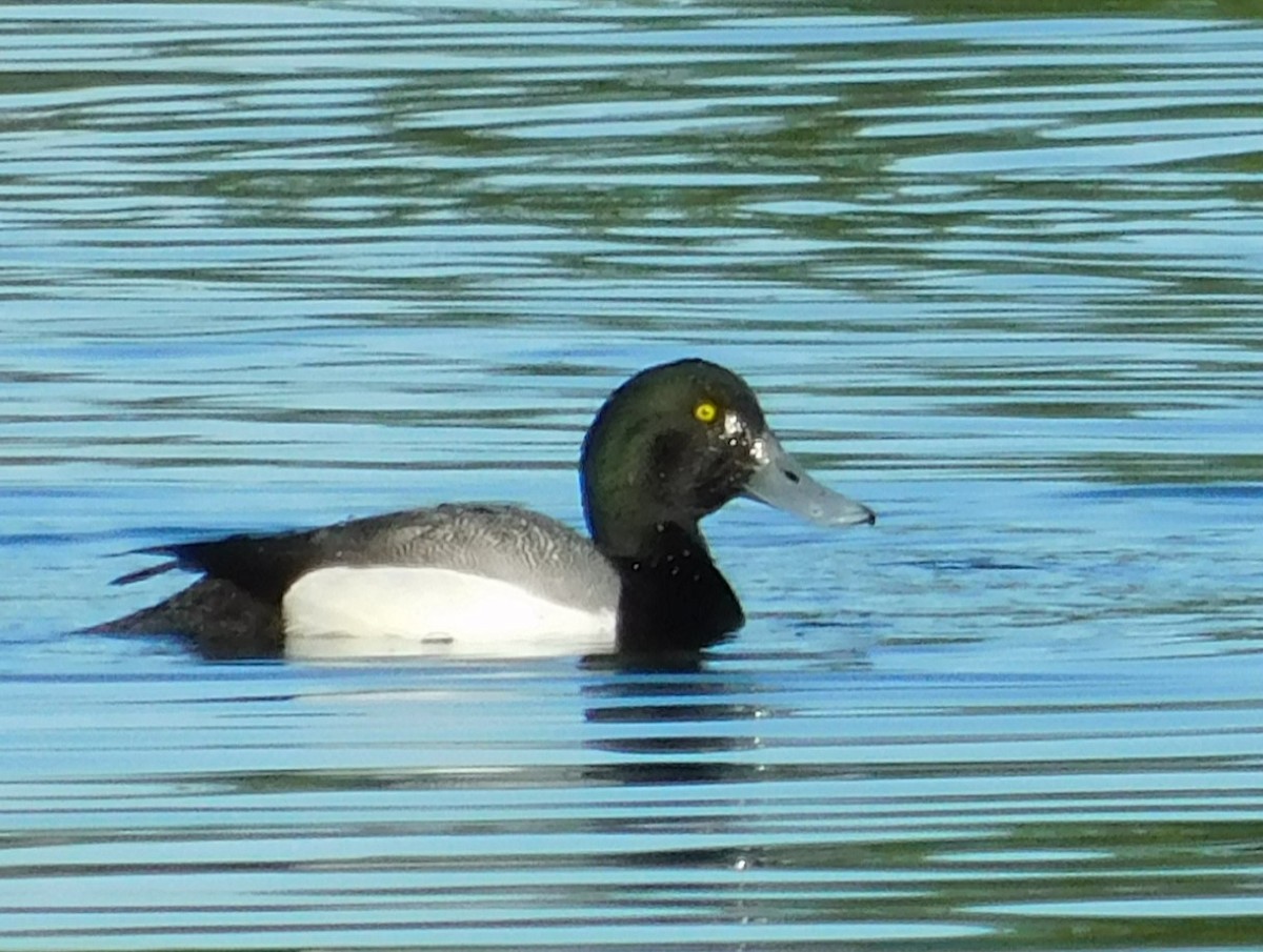 Greater Scaup - ML620092156