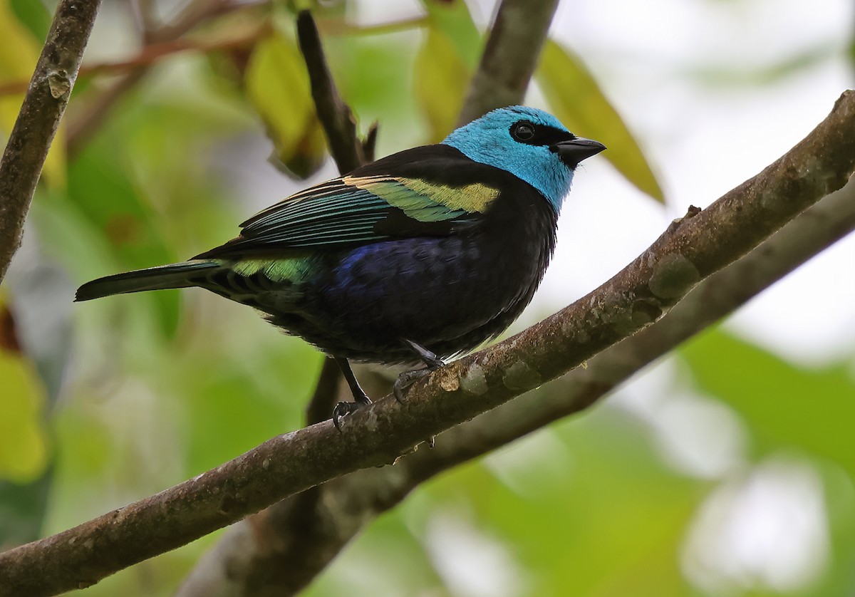 Blue-necked Tanager - ML620092168
