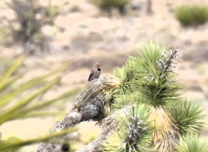 Gilded Flicker - ML620092177