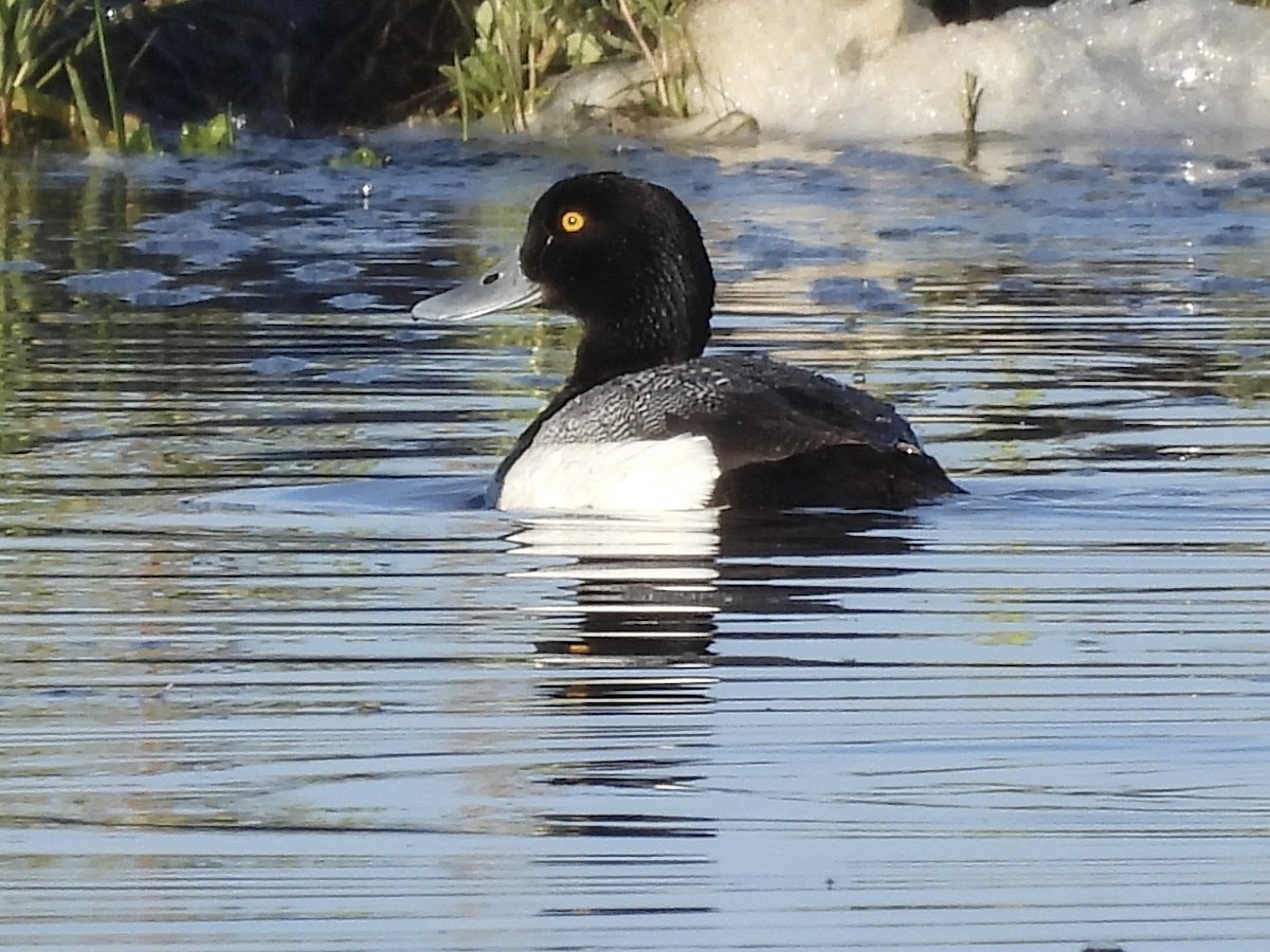 Greater Scaup - ML620092186