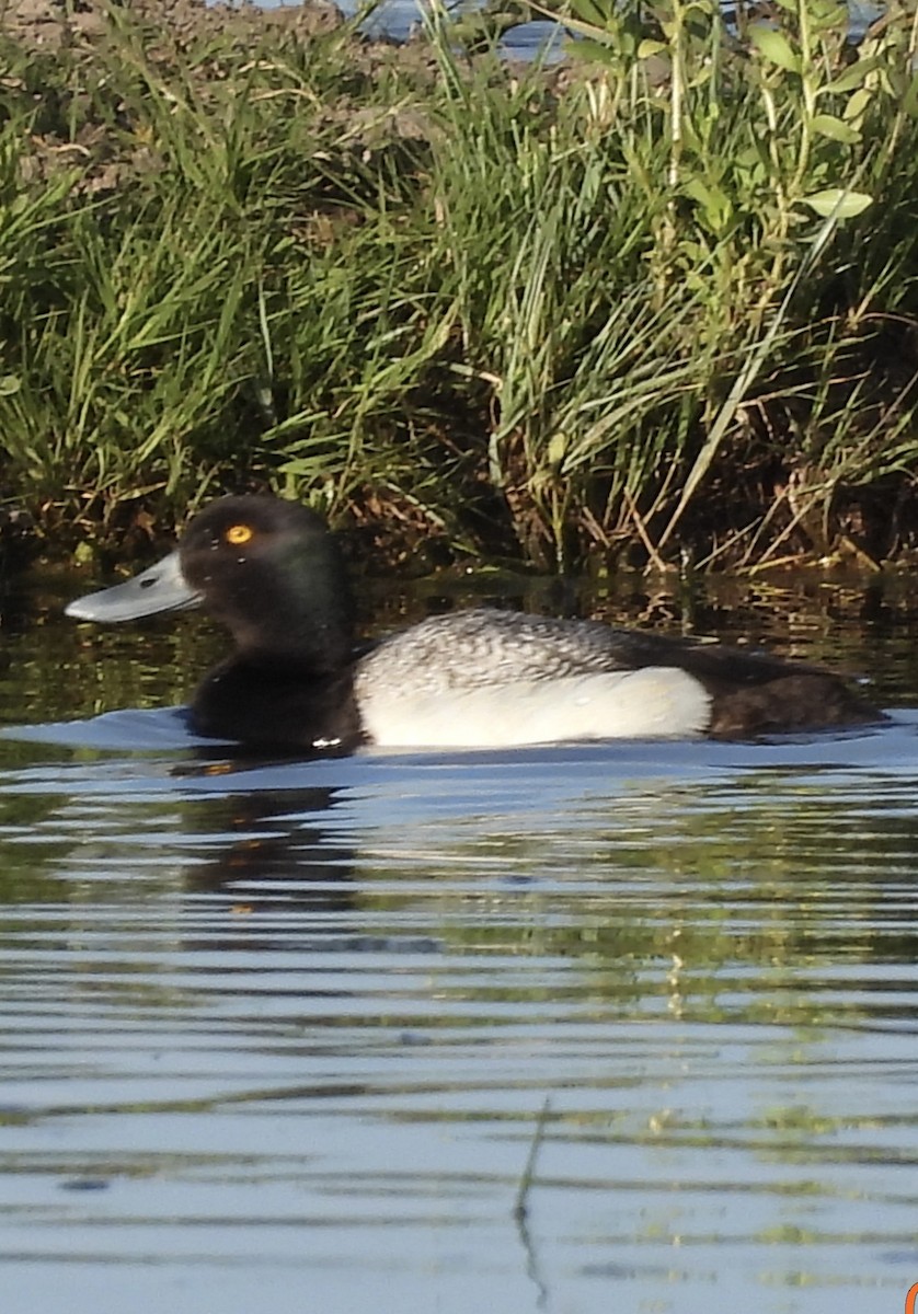 Greater Scaup - ML620092187