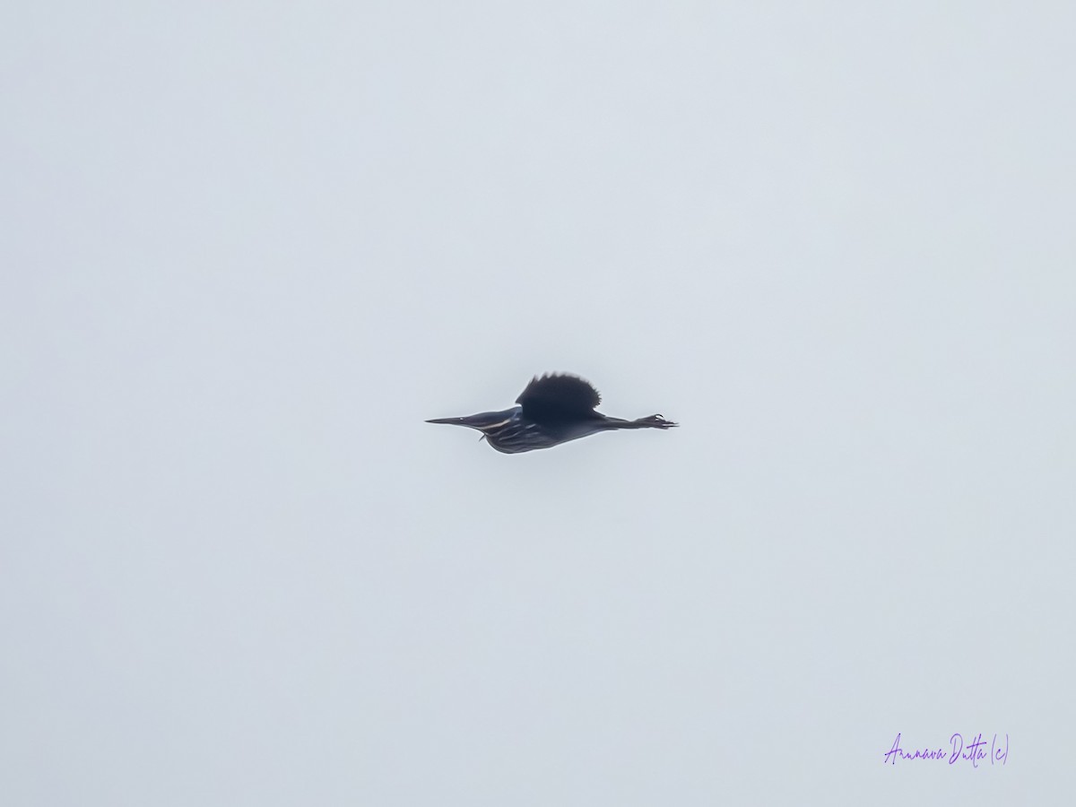 黃頸黑鷺 - ML620092188