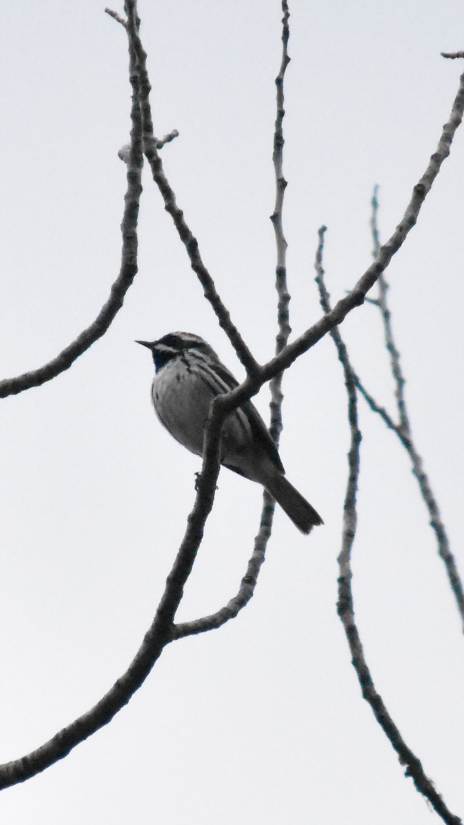 Black-throated Gray Warbler - ML620092198