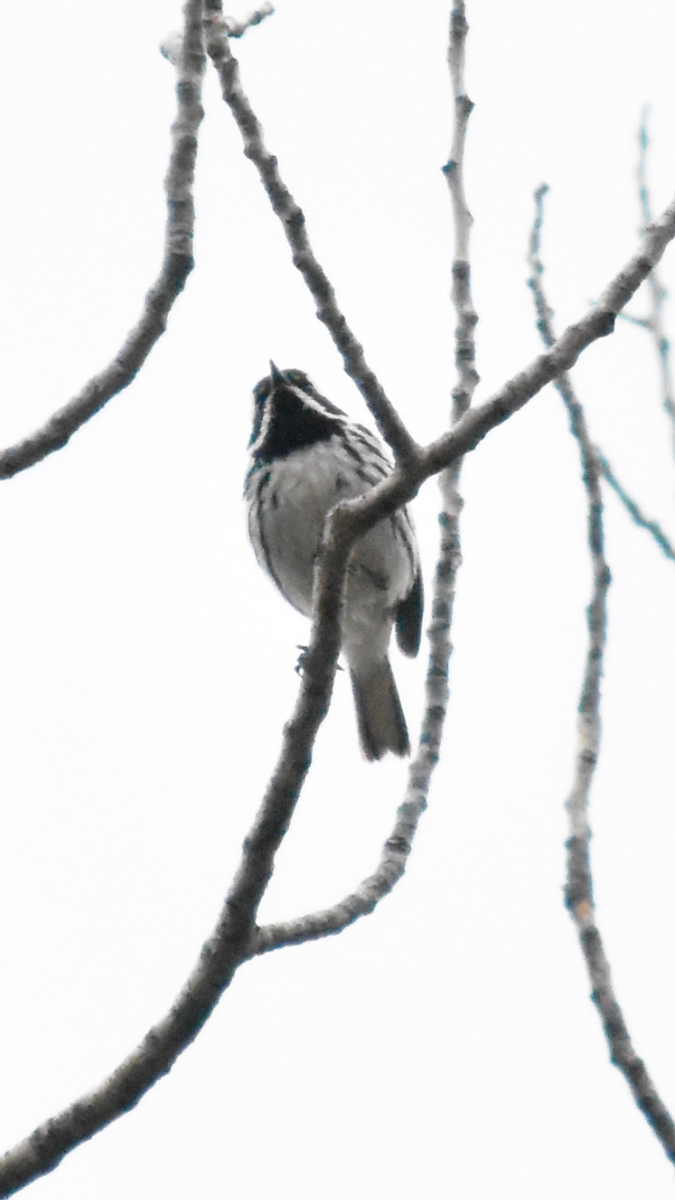 Black-throated Gray Warbler - ML620092199