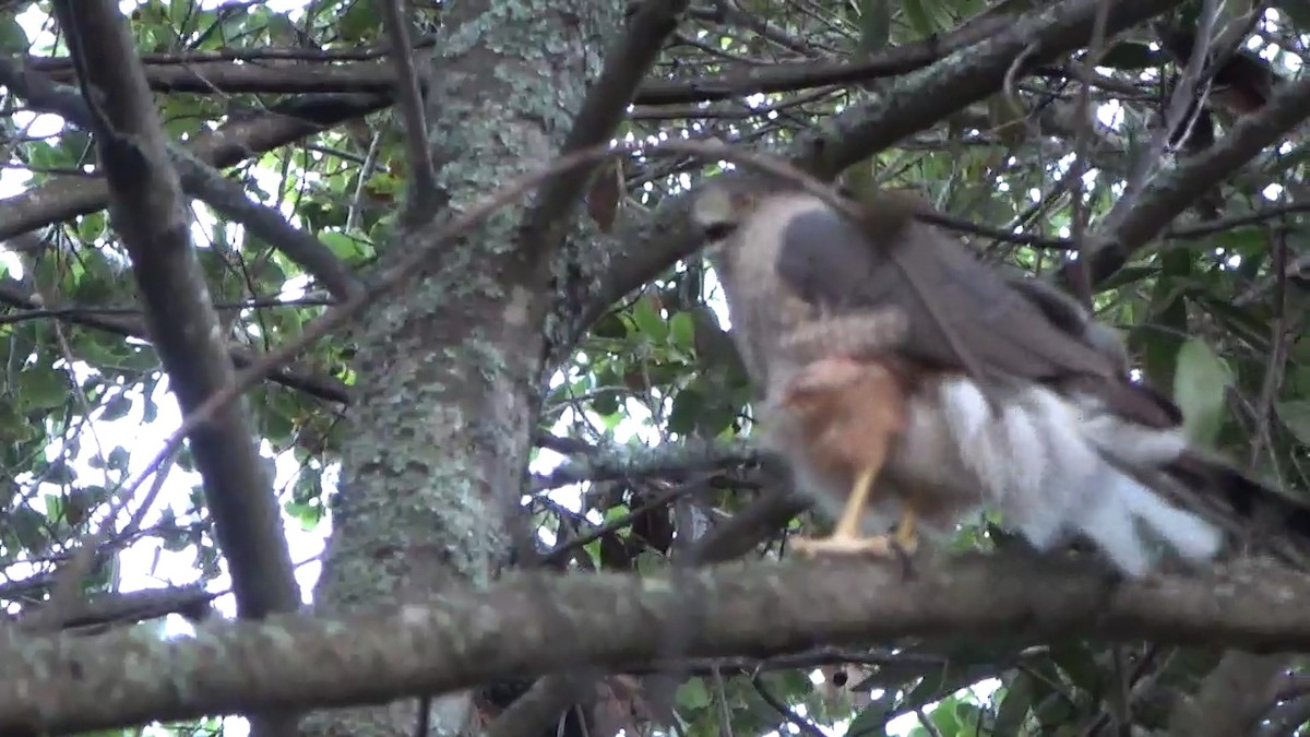 Cooper's Hawk - ML620092203