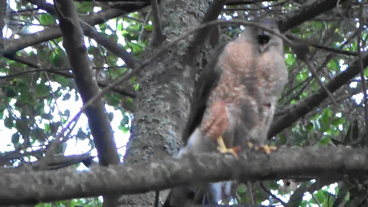 Cooper's Hawk - ML620092207