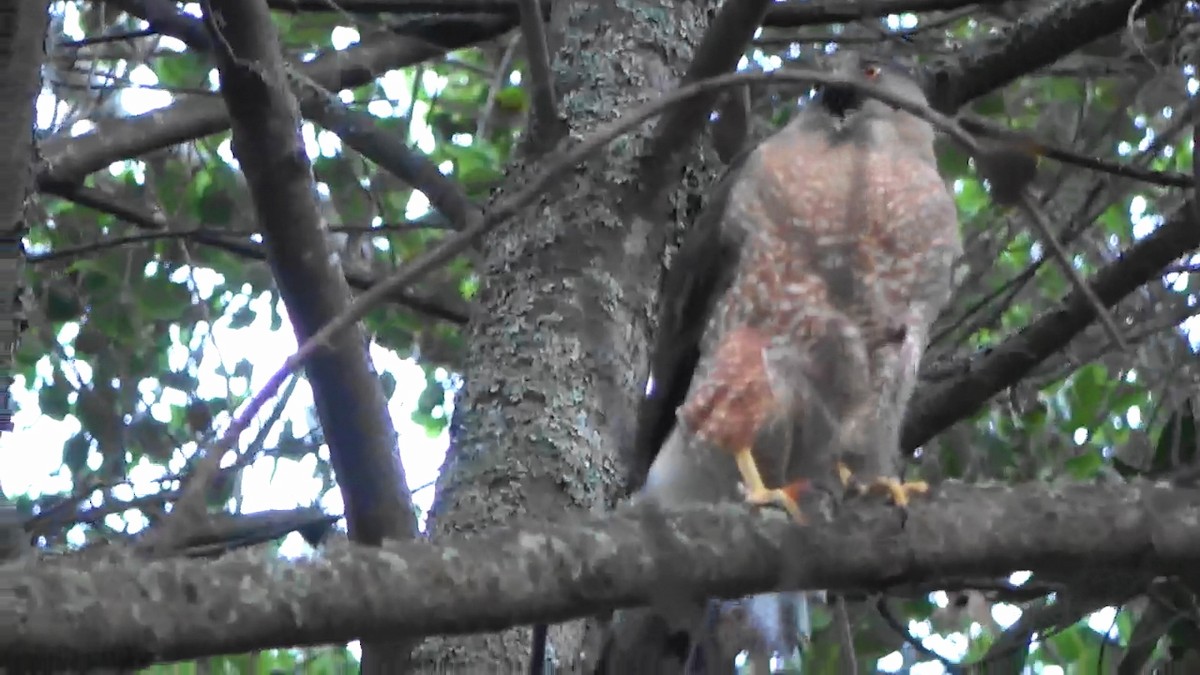 Cooper's Hawk - ML620092208