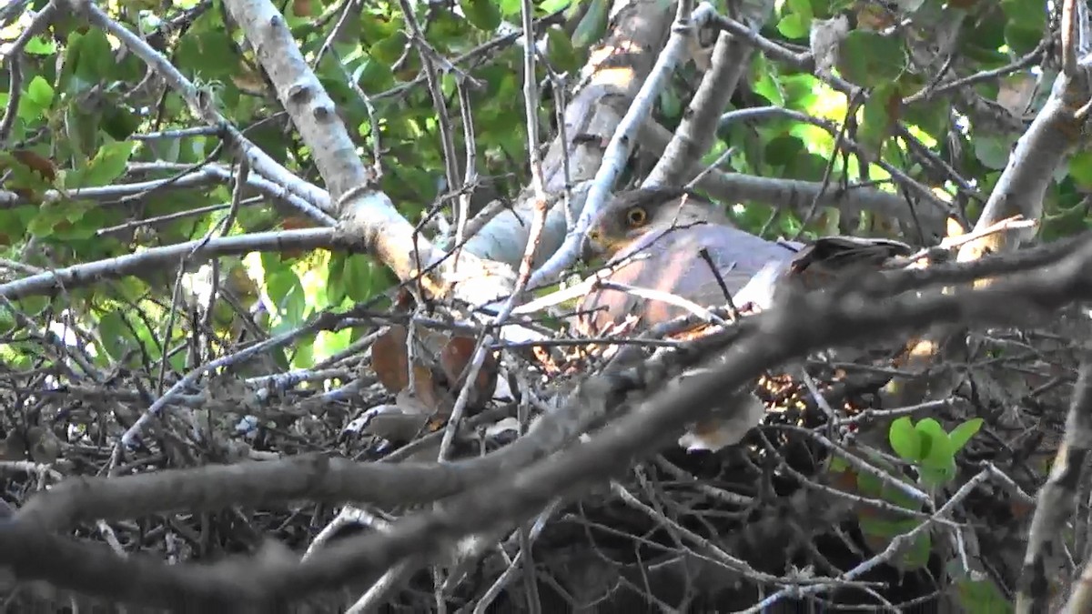 Cooper's Hawk - ML620092210