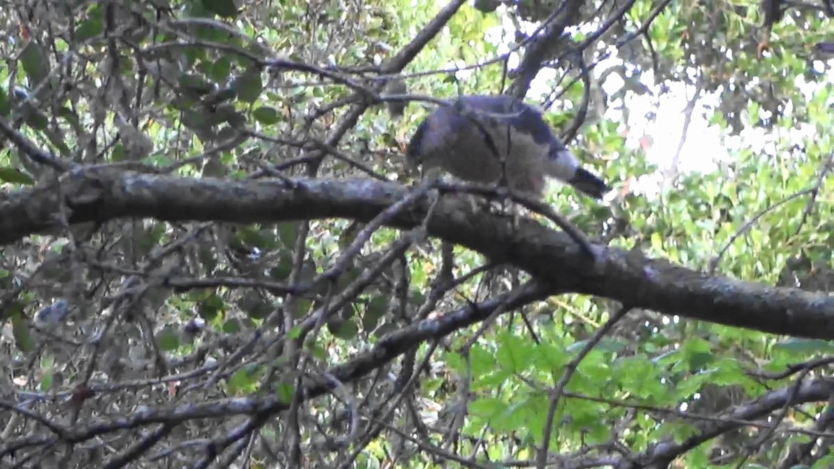 Cooper's Hawk - ML620092213